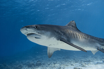 Majestic Tiger Shark Swimming in Deep Blue Ocean