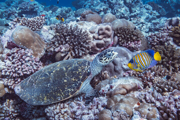coral reef with fish