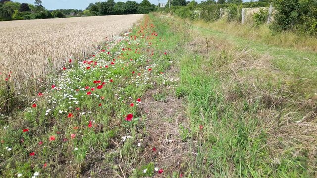 Red Field Poppies growing in an Arable Field Margin at the edge of a field of barley by a footpath. June, Kent, UK	