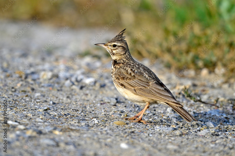 Poster Crested lark // Haubenlerche  (Galerida cristata)