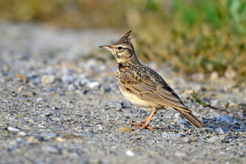 Crested lark // Haubenlerche  (Galerida cristata)