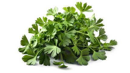 Obraz premium Useful popular herb cilantro