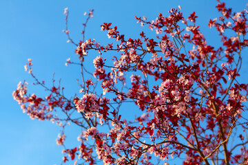 Tree with pink blooming flowers is in front of a blue sky.. The tree is full of blossoms, and the sky is clear and bright