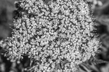 Naklejka premium Macro - Forest - Europe, Romania, Suceava region