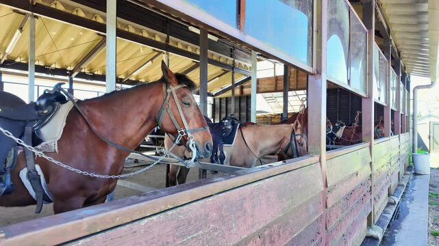 厩舎で飼育されている馬たち