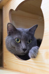 close up lovely Thai Korat cat resting in cat condo toy
