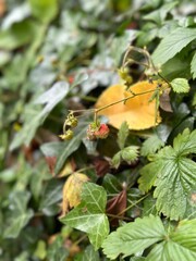 wild strawberry growing in a hedgerow