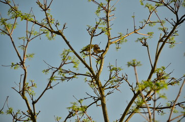 bird on a tree