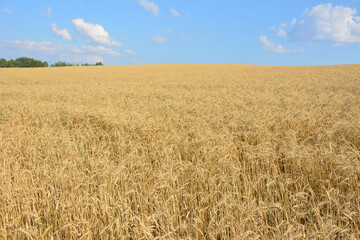a wheat field with a blue sky and clouds in the background  
