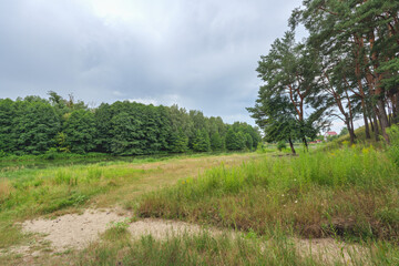 forest on a hillside near a river