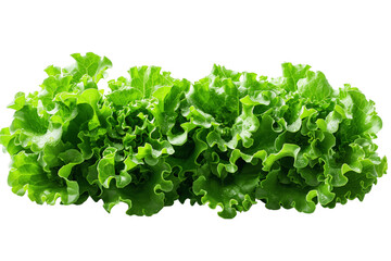 Fototapeta premium Fresh Green Leaf Lettuce Isolated On White Background