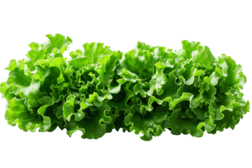 Fresh Green Leaf Lettuce Isolated On White Background