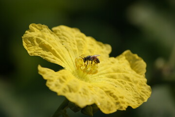 bee on yellow flower of the sponge gourd, Egyptian cucumber or Vietnamese luffa,