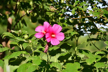 Pink Hibiscus Flowers in a Garden