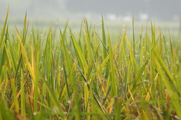 Dew on Paddy fields  in the morning sun