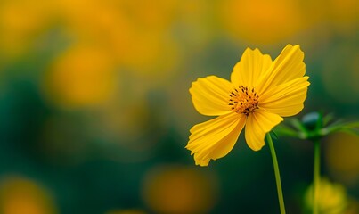 A yellow flower in a field with blurred background.