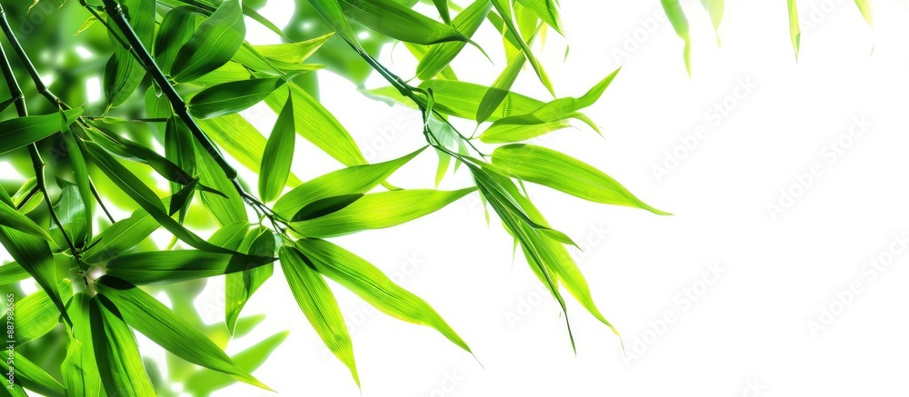 Canvas Prints Isolated on a white background a vibrant image of fresh green bamboo leaves with copy space