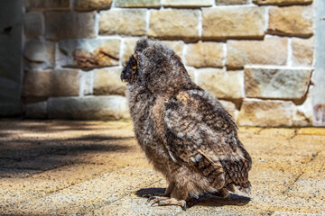 Europe, Romania, Botosani region, Botosani, 2024 year 