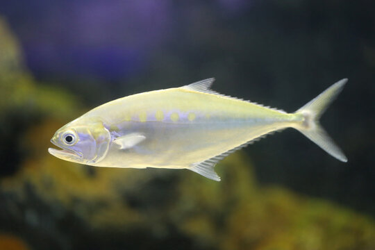 Talang queenfish has a gray body, flat on the sides and wide.