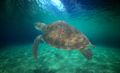 Obraz premium a sea turtle on a beach in the caribbean sea