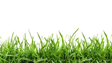 Fototapeta premium green grass isolated on white