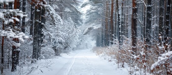 Snow covered forest path suitable for winter and holiday themed cards with selective focus perfect for a copy space image