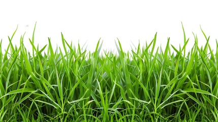 Fototapeta premium green grass isolated on white