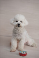 Obraz premium 앉아있는 비숑