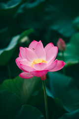 Obraz premium 만개한 연꽃