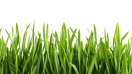 Fototapeta premium green grass isolated on white