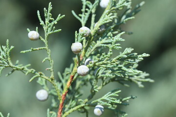 seeds and leaves of Juniperus scopulorum Sarg