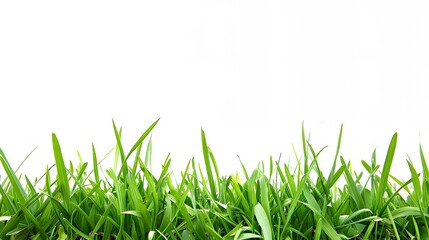Fototapeta premium green grass isolated on white