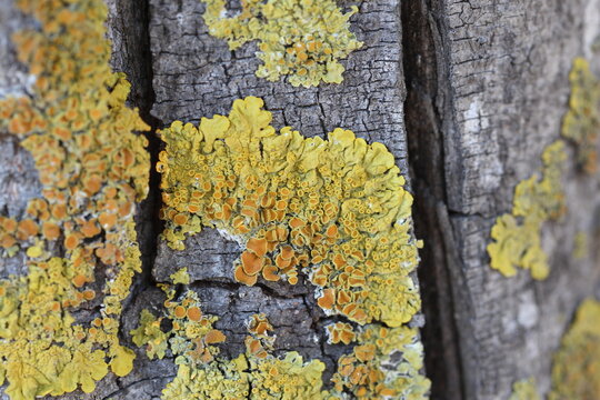 bark of a tree with lychen	