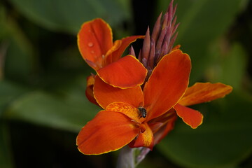 Canna L. ,Liberation, hybrid flower. Cannaceae family. Hanover, Germany.