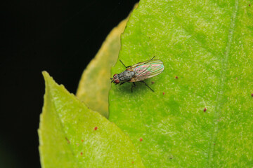 macro photo of housefly facing back