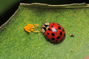 beautiful red ladybug leaf photo