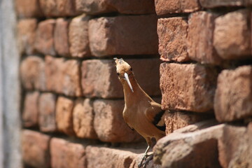 Eurasian hoopoe (Upupa epops) © Mritunjay