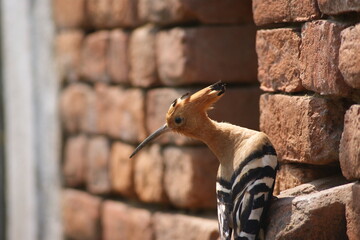 Eurasian hoopoe (Upupa epops) © Mritunjay