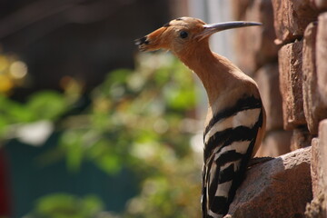 The Eurasian hoopoe (Upupa epops) Close up sitting on brick wall in Bihar, India, Asia © Mritunjay
