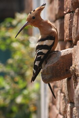 Eurasian hoopoe (Upupa epops) Close up sitting on brick wall of old home looking behind in Bihar, India, Asia