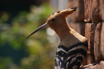 The Eurasian hoopoe (Upupa epops) Close up sitting on brick wall of old home looking behind in Bihar, India, Asia © Mritunjay