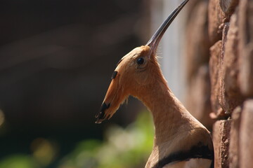 The Eurasian hoopoe (Upupa epops) Close up sitting on brick wall in Bihar, India, Asia © Mritunjay
