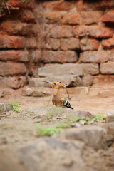 The Eurasian hoopoe (Upupa epops) sitting on ground in Bihar, India, Asia © Mritunjay
