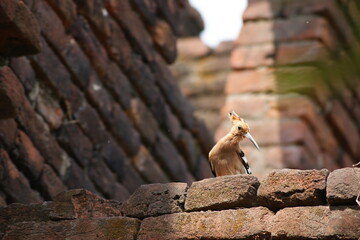 The Eurasian hoopoe (Upupa epops) sitting on brick wall in Bihar, India, Asia © Mritunjay