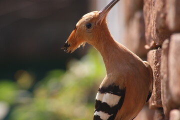 Eurasian hoopoe (Upupa epops) © Mritunjay