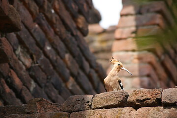 Eurasian hoopoe (Upupa epops) © Mritunjay