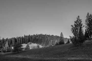 Landscapes -  Forest - Europe, Romania, Suceava region