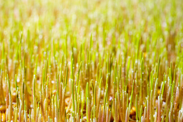 Wheatgrass seedlings close-up, illuminated by the sun. Vegan healthy food.