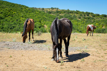 Horses are walking in the mountains of Crimea. A herd of horses grazing in a field. Rural landscape.
