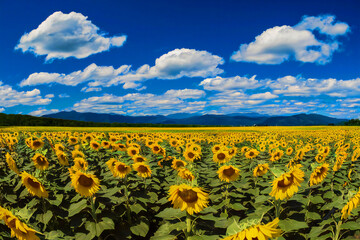 Fototapeta premium Sunflower Field Panorama